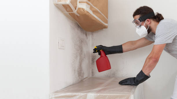 Professional Attic Mold Remediation technician working in Clinton, WA