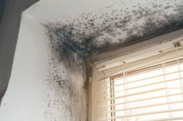 Affordable Attic Mold Remediation solutions in Clinton, WA